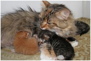 Siberian Kitten Litter with their Siberian Cat Parents