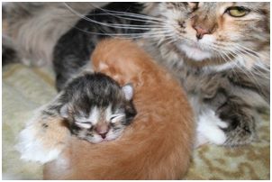 Siberian Kitten Litter with their Siberian Cat Parents