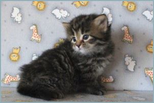 Male Siberian Kitten from Deedlebug Siberians