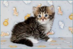 Female Siberian Kitten from Deedlebug Siberians