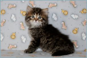 Male Siberian Kitten from Deedlebug Siberians