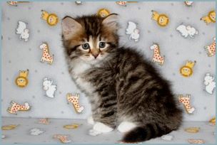 Female Siberian Kitten from Deedlebug Siberians