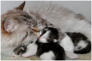 Siberian Kitten Litter with their Siberian Cat Parents