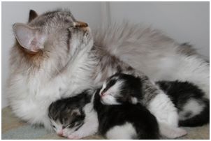 Siberian Kitten Litter with their Siberian Cat Parents