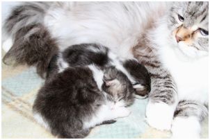 Siberian Kitten Litter with their Siberian Cat Parents