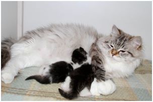 Siberian Kitten Litter with their Siberian Cat Parents