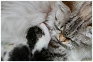 Siberian Kitten Litter with their Siberian Cat Parents