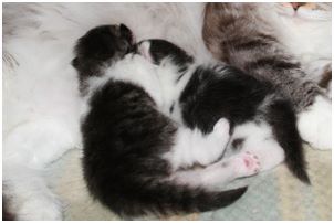 Siberian Kitten Litter with their Siberian Cat Parents