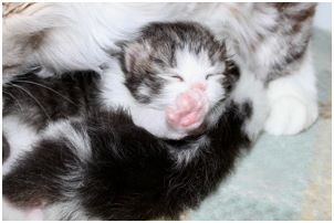 Siberian Kitten Litter with their Siberian Cat Parents