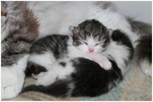 Siberian Kitten Litter with their Siberian Cat Parents