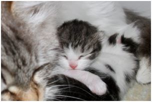 Siberian Kitten Litter with their Siberian Cat Parents