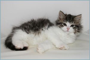 Female Siberian Kitten from Deedlebug Siberians