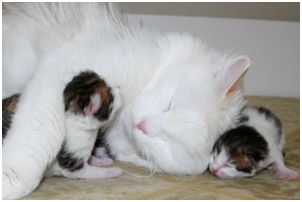 
Siberian Kitten Litter with their Siberian Cat Parents
