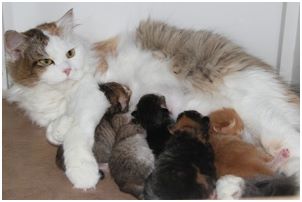 Siberian Kitten Litter with their Siberian Cat Parents