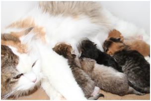 Siberian Kitten Litter with their Siberian Cat Parents