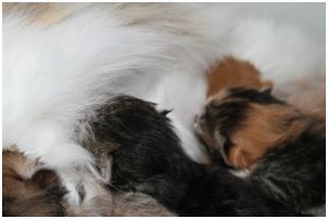 Siberian Kitten Litter with their Siberian Cat Parents