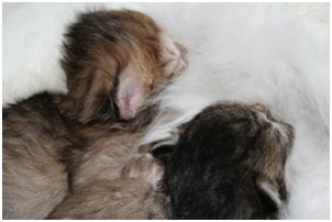 Siberian Kitten Litter with their Siberian Cat Parents