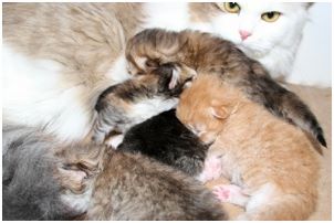 Siberian Kitten Litter with their Siberian Cat Parents