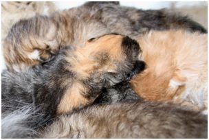 Siberian Kitten Litter with their Siberian Cat Parents