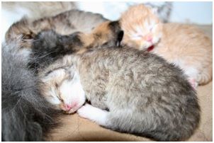 Siberian Kitten Litter with their Siberian Cat Parents