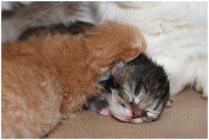 Siberian Kitten Litter with their Siberian Cat Parents