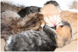 Siberian Kitten Litter with their Siberian Cat Parents