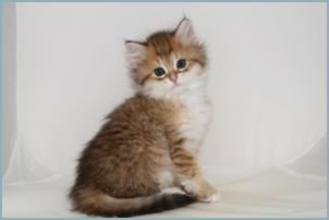 Female Siberian Kitten from Deedlebug Siberians