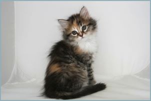 Female Siberian Kitten from Deedlebug Siberians