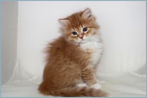 Male Siberian Kitten from Deedlebug Siberians