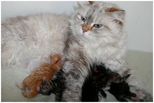 Siberian Kitten Litter with their Siberian Cat Parents