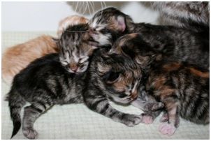 Siberian Kitten Litter with their Siberian Cat Parents