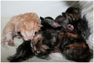 Siberian Kitten Litter with their Siberian Cat Parents