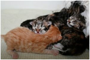 Siberian Kitten Litter with their Siberian Cat Parents