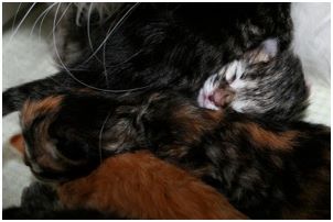 Siberian Kitten Litter with their Siberian Cat Parents