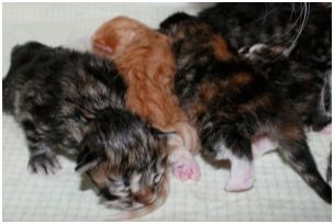 Siberian Kitten Litter with their Siberian Cat Parents