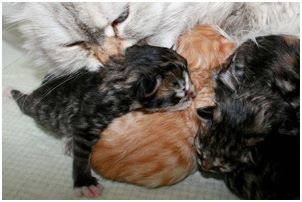 Siberian Kitten Litter with their Siberian Cat Parents