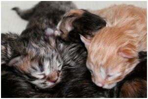 Siberian Kitten Litter with their Siberian Cat Parents