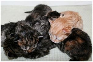 Siberian Kitten Litter with their Siberian Cat Parents