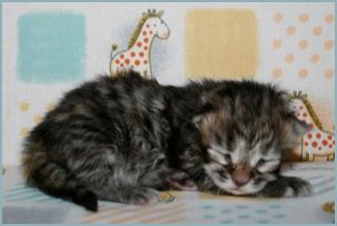 Female Siberian Kitten from Deedlebug Siberians