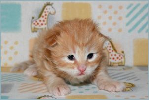 Male Siberian Kitten from Deedlebug Siberians