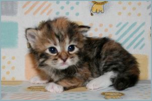 Female Siberian Kitten from Deedlebug Siberians