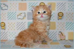 Male Siberian Kitten from Deedlebug Siberians