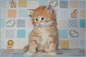 Male Siberian Kitten from Deedlebug Siberians