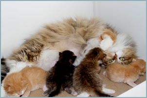 Siberian Kitten Litter with their Siberian Cat Parents