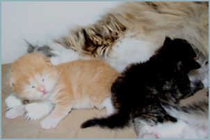 Siberian Kitten Litter with their Siberian Cat Parents