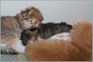 Siberian Kitten Litter with their Siberian Cat Parents