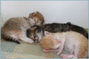 Siberian Kitten Litter with their Siberian Cat Parents