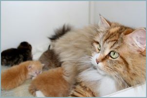 Siberian Kitten Litter with their Siberian Cat Parents