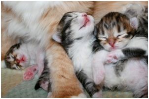 Siberian Kitten Litter with their Siberian Cat Parents