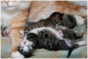 Siberian Kitten Litter with their Siberian Cat Parents